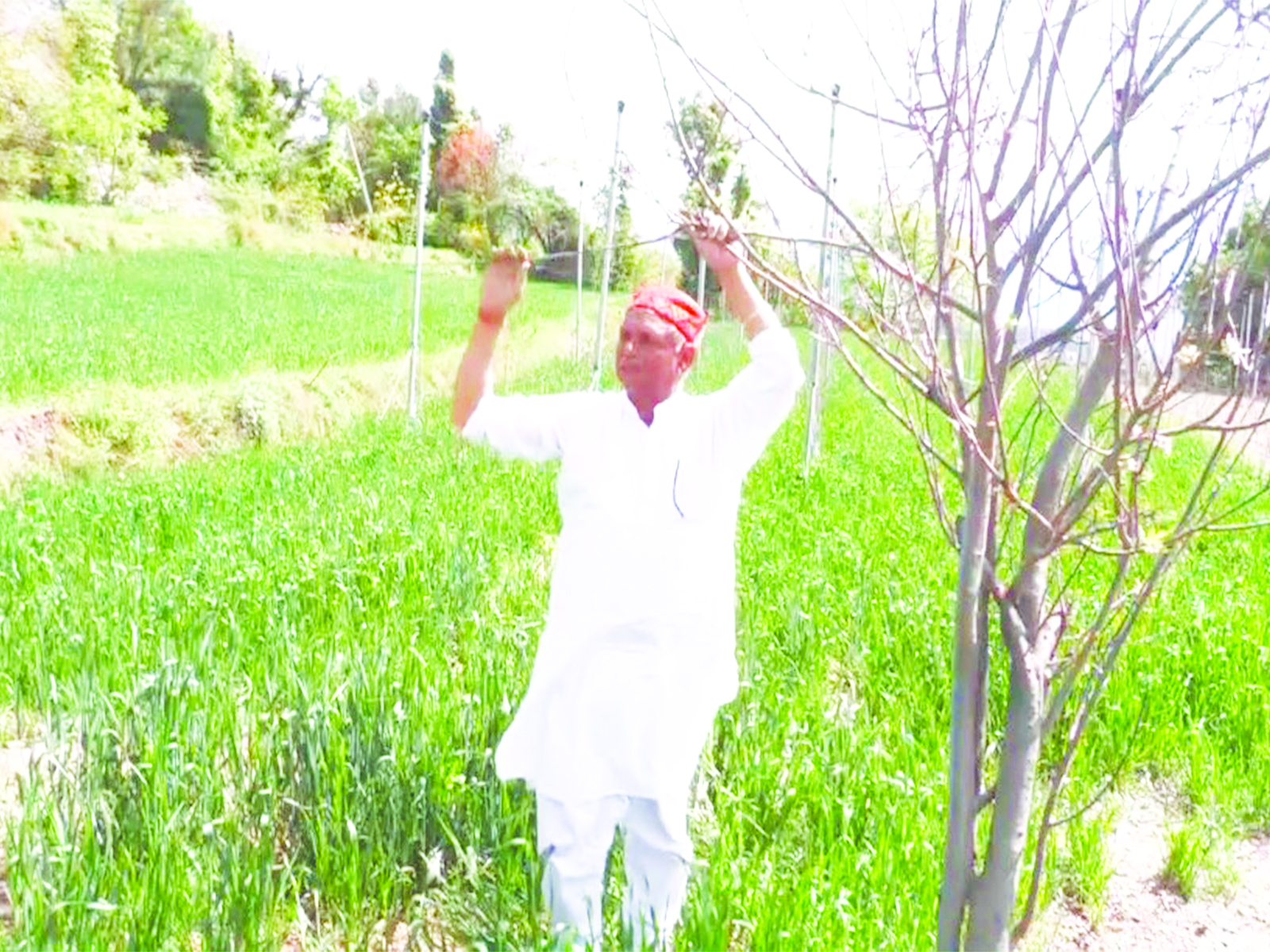 60-year-old farmer transforms Six Kanals land into a thriving apple hub