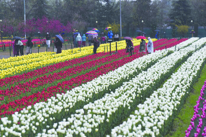 Tulip Garden Srinagar to close for public from April 16 evening
