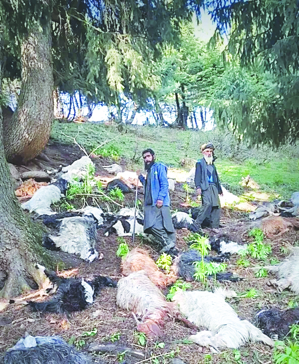 Lightning strike kills 90 sheep, goats in Kangan Lightning strike kills 90 sheep, goats in Kangan