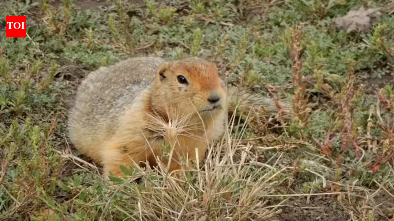 700,000-year-old squirrel poop reveals a lost Arctic world of mammoths, horses, and giant predators | 700,000-year-old squirrel poop reveals a lost Arctic world of mammoths, horses, and giant predators |