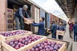 Railways dispatch over nine tonnes of Kashmir plums to Chennai, Kolkata