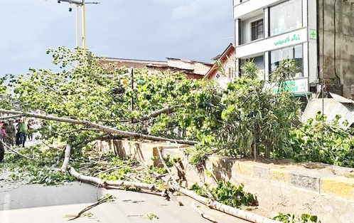 Man killed, Wife injured as tree falls on them amid strong winds in  Anantnag