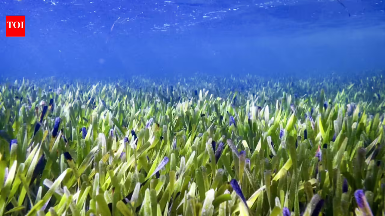 Scientists reveal underwater seagrass meadows could end global malnutrition as fish from these ocean habitats provide more essential nutrients than coral reef fish