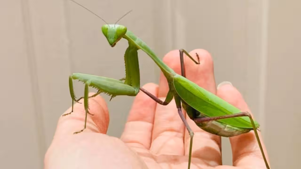 Two giant Asian praying mantis species are spreading across Europe, helped by climate change and urbanisation, and scientists warn they are threatening pollinators, frogs and lizards