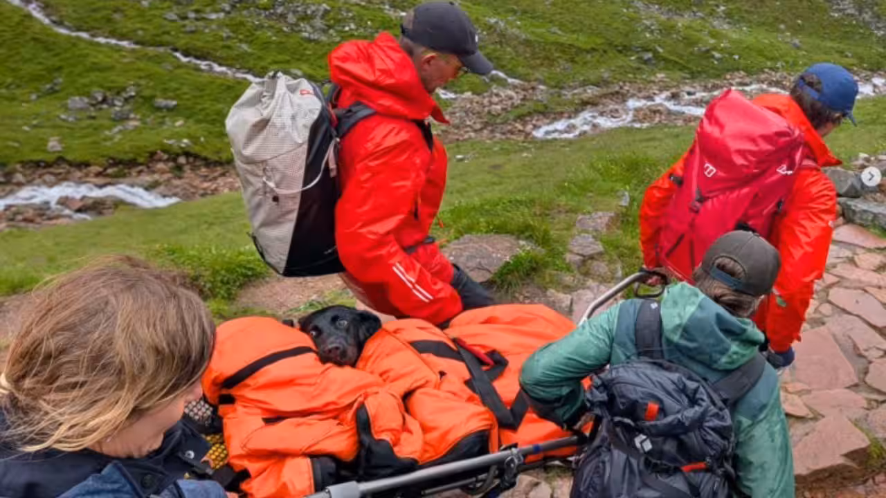 A Labrador began swaying and could no longer walk on Britain’s highest mountain; rescuers later discovered what she had eaten