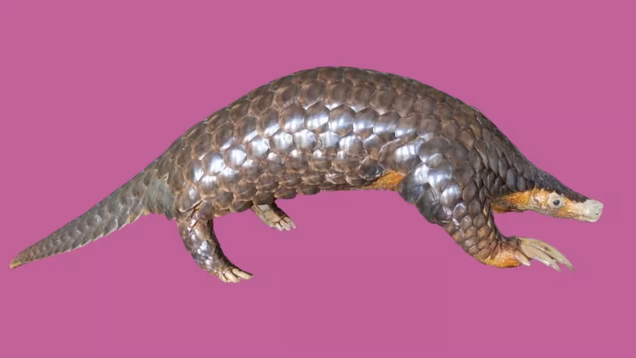 Scientists studied pangolin DNA from seven countries and rediscovered a Himalayan species that had been overlooked since 1836
