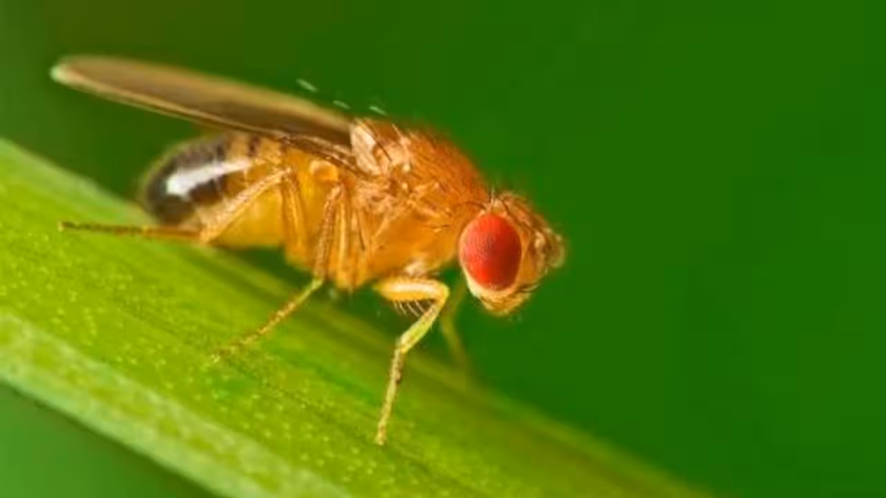 Scientists studied how animals survive winter and found fruit flies rebuild their biological clock into a separate seasonal mode