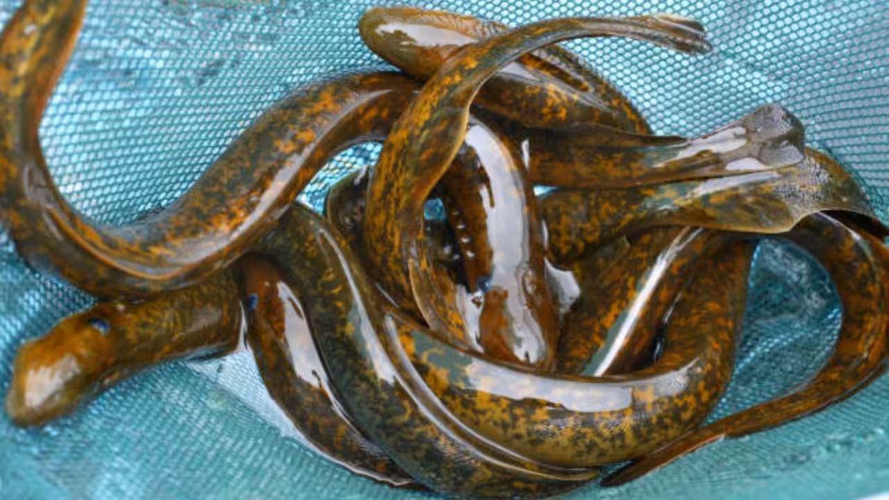 Inside science’s ‘forbidden experiment’: Why scientists kill 9 million sea lampreys every year in the Great Lakes of America Inside science’s ‘forbidden experiment’: Why scientists kill 9 million sea lampreys every year in the Great Lakes of America