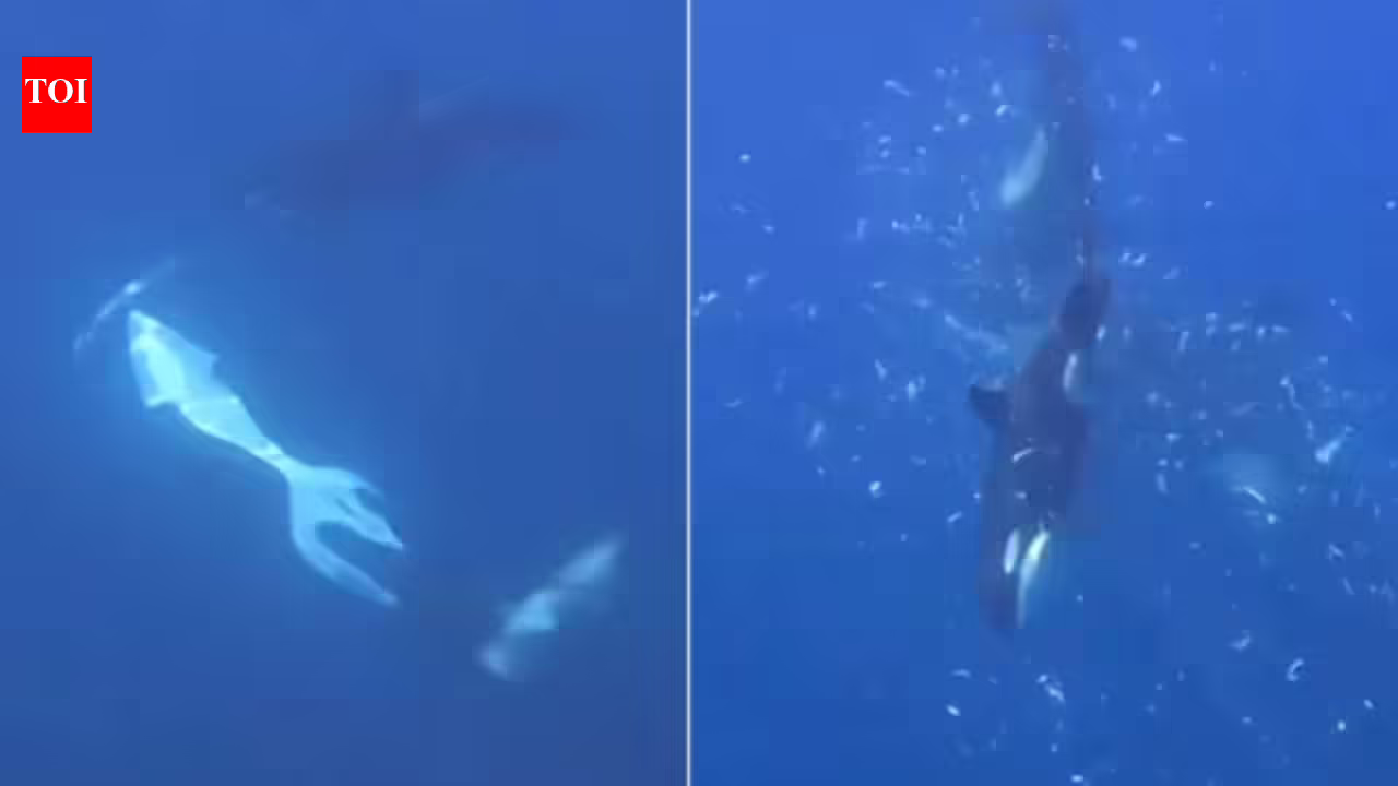 Orcas in the Gulf of California were filmed using a coordinated ramming technique that made a giant sunfish break into thousands of pieces, possibly to help a juvenile feed Orcas in the Gulf of California were filmed using a coordinated ramming technique that made a giant sunfish break into thousands of pieces, possibly to help a juvenile feed