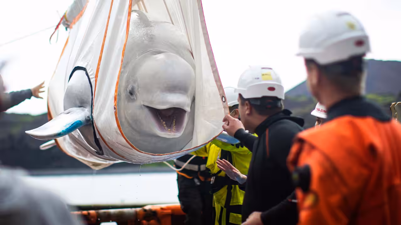 World’s biggest marine mammal rescue begins in Canada as 30 beluga whales are relocated from shuttered Marineland after euthanasia fears | World News World’s biggest marine mammal rescue begins in Canada as 30 beluga whales are relocated from shuttered Marineland after euthanasia fears | World News