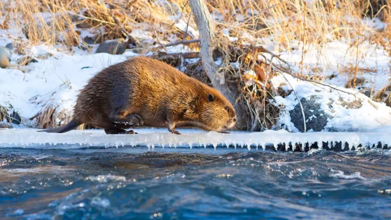 Arctic: Climate change is making Beavers expand into Canada’s Arctic, where their dams are changing the landscape Arctic: Climate change is making Beavers expand into Canada’s Arctic, where their dams are changing the landscape