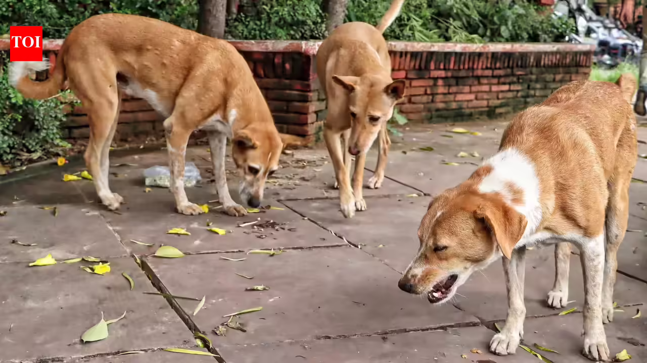 ‘Bite incidents every day’: Delhi HC takes up stray dog issue, launches suo motu PIL | India News ‘Bite incidents every day’: Delhi HC takes up stray dog issue, launches suo motu PIL | India News