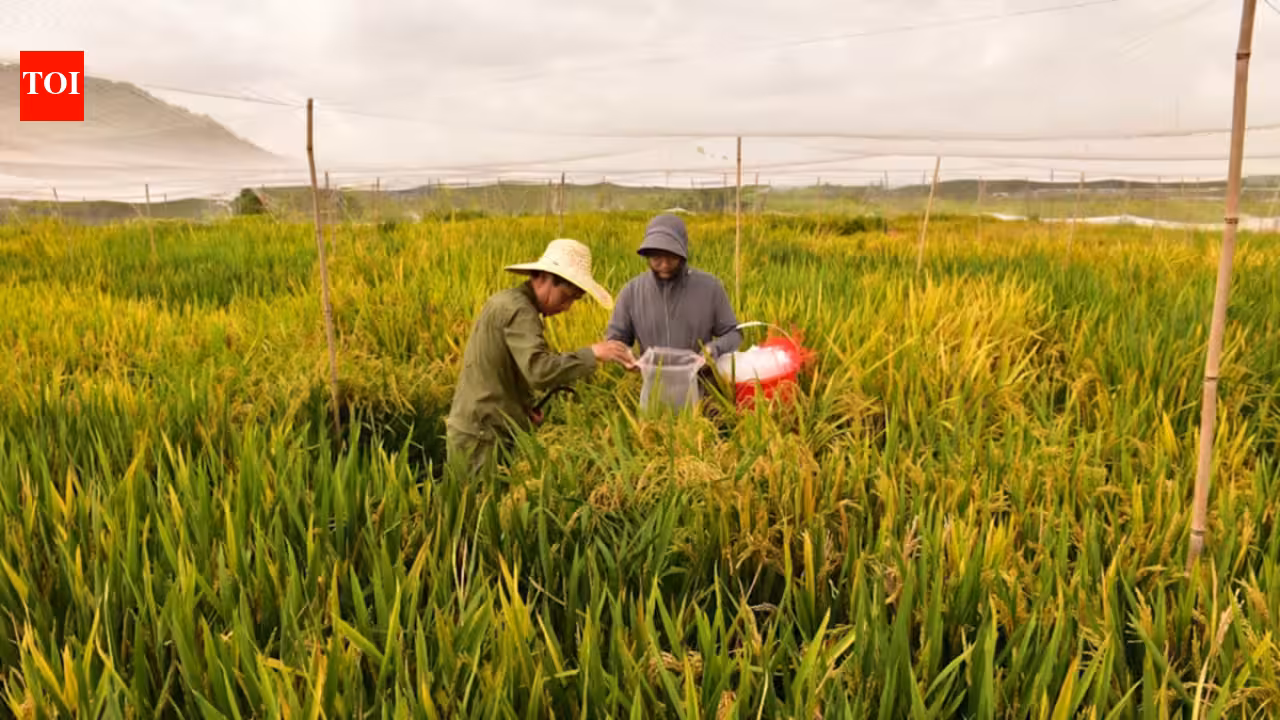 China’s new hybrid rice can preserve its high-yield traits across generations, potentially allowing farmers to replant seeds instead of buying new ones every year China’s new hybrid rice can preserve its high-yield traits across generations, potentially allowing farmers to replant seeds instead of buying new ones every year