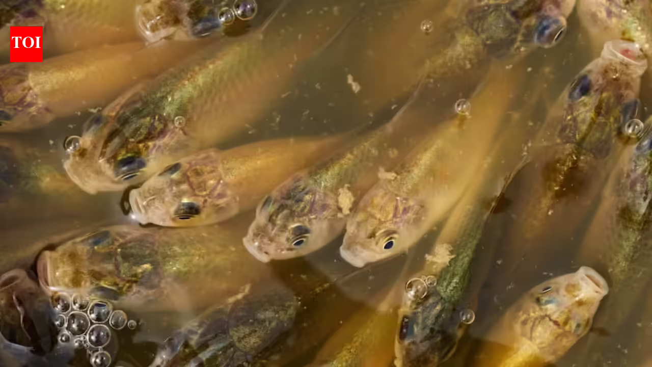 Calgary: A stormwater pond in Calgary appears filled with Prussian carp; the invasive fish can produce all-female clone-like offspring and spread through drainage routes Calgary: A stormwater pond in Calgary appears filled with Prussian carp; the invasive fish can produce all-female clone-like offspring and spread through drainage routes