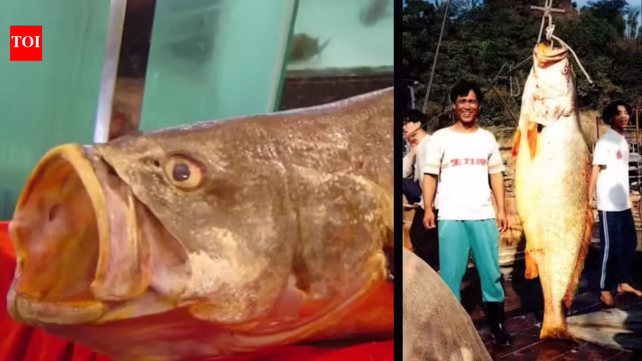 The Chinese bahaba, a critically endangered fish nicknamed the ‘Panda of the Sea,’ was missing from Hong Kong for over a decade, until its DNA gave it away The Chinese bahaba, a critically endangered fish nicknamed the ‘Panda of the Sea,’ was missing from Hong Kong for over a decade, until its DNA gave it away