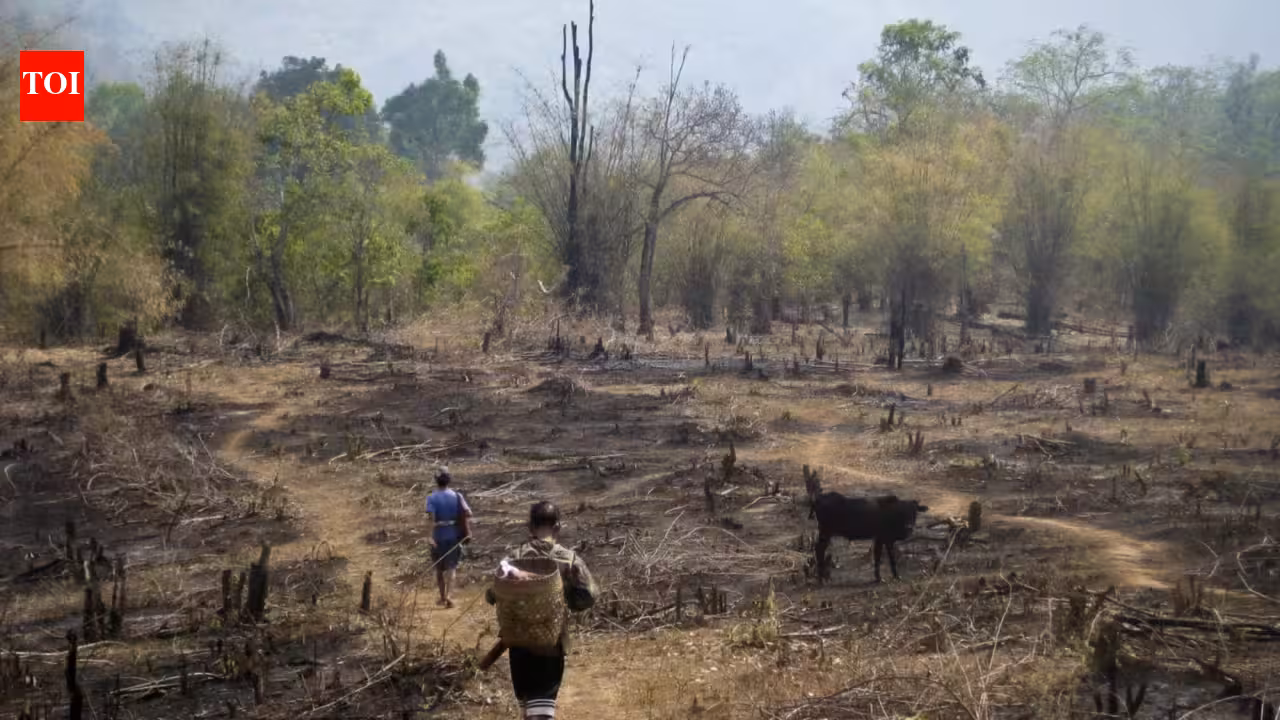 Slash-and-burn farming was blamed for destroying rainforests, but a study of 18,000 forest patches found community rules can limit clearing and allow trees to return Slash-and-burn farming was blamed for destroying rainforests, but a study of 18,000 forest patches found community rules can limit clearing and allow trees to return