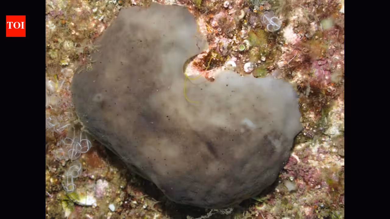 Scientists transplanted 42 sea sponges into a polluted Spanish marina; 91.7% of one species survived 455 days and began creating mobile clones Scientists transplanted 42 sea sponges into a polluted Spanish marina; 91.7% of one species survived 455 days and began creating mobile clones