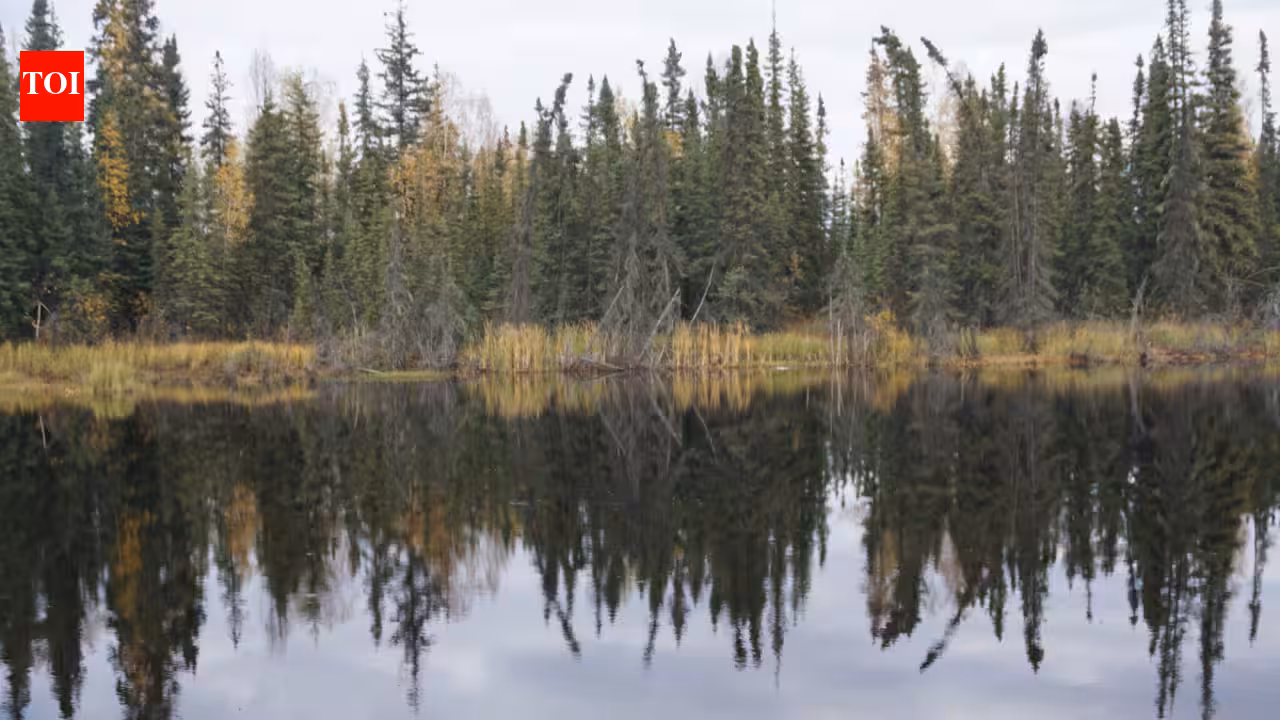 Boreal forests shade northern permafrost so effectively that summer thaw stays about one metre shallower; researchers estimate their canopies keep 59 billion tonnes of carbon frozen Boreal forests shade northern permafrost so effectively that summer thaw stays about one metre shallower; researchers estimate their canopies keep 59 billion tonnes of carbon frozen