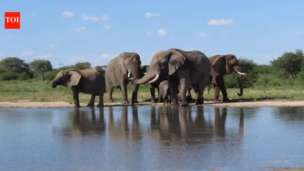 South Africa released 11 formerly captive elephants onto wild reserves; five years later, their behaviour closely matched elephants that had never lived in captivity South Africa released 11 formerly captive elephants onto wild reserves; five years later, their behaviour closely matched elephants that had never lived in captivity