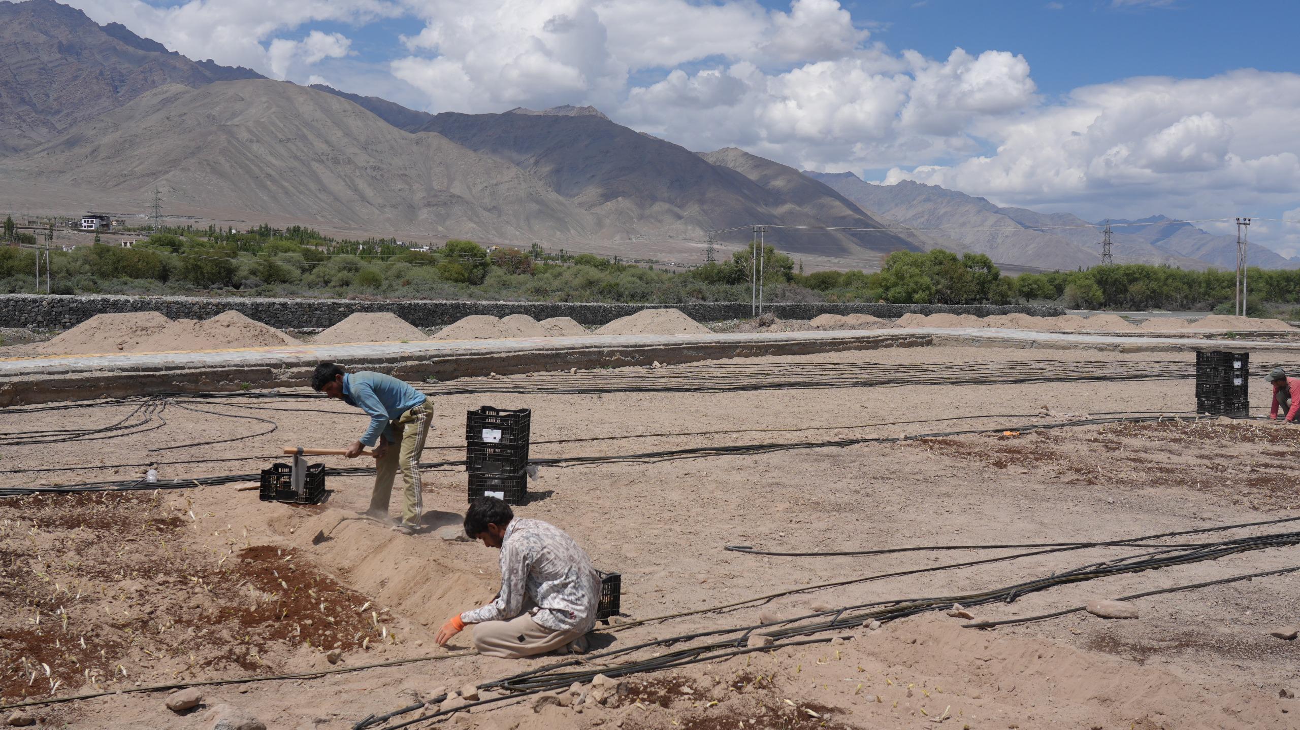 Development of India’s highest commercial Lilium cultivation field begins in Ladakh