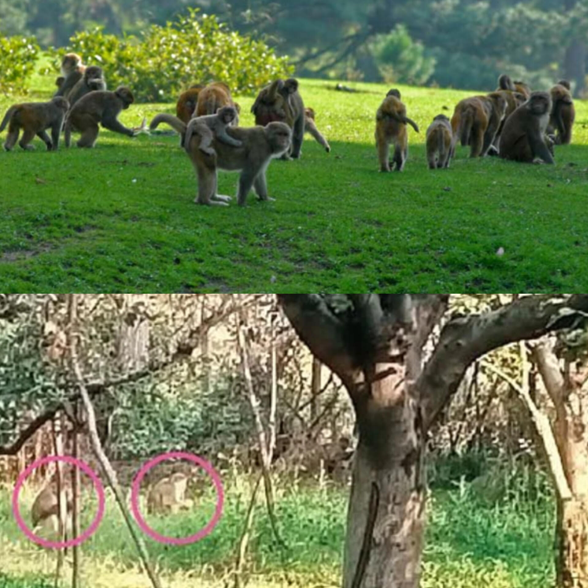 Monkey menace damages orchards, crops in Kulgam; Villagers seek urgent intervention