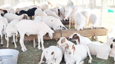 Kashmir mutton deadlock ends as livestock dealers call off strike