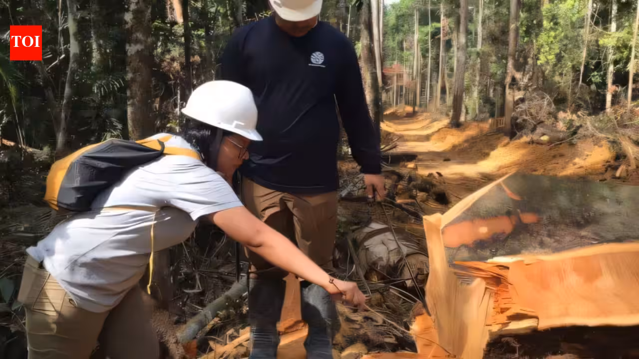 Brazilian scientists sampled 800 trees across 63 Amazon locations; their atomic fingerprinting model can exclude 92% of the forest when tracing suspicious timber