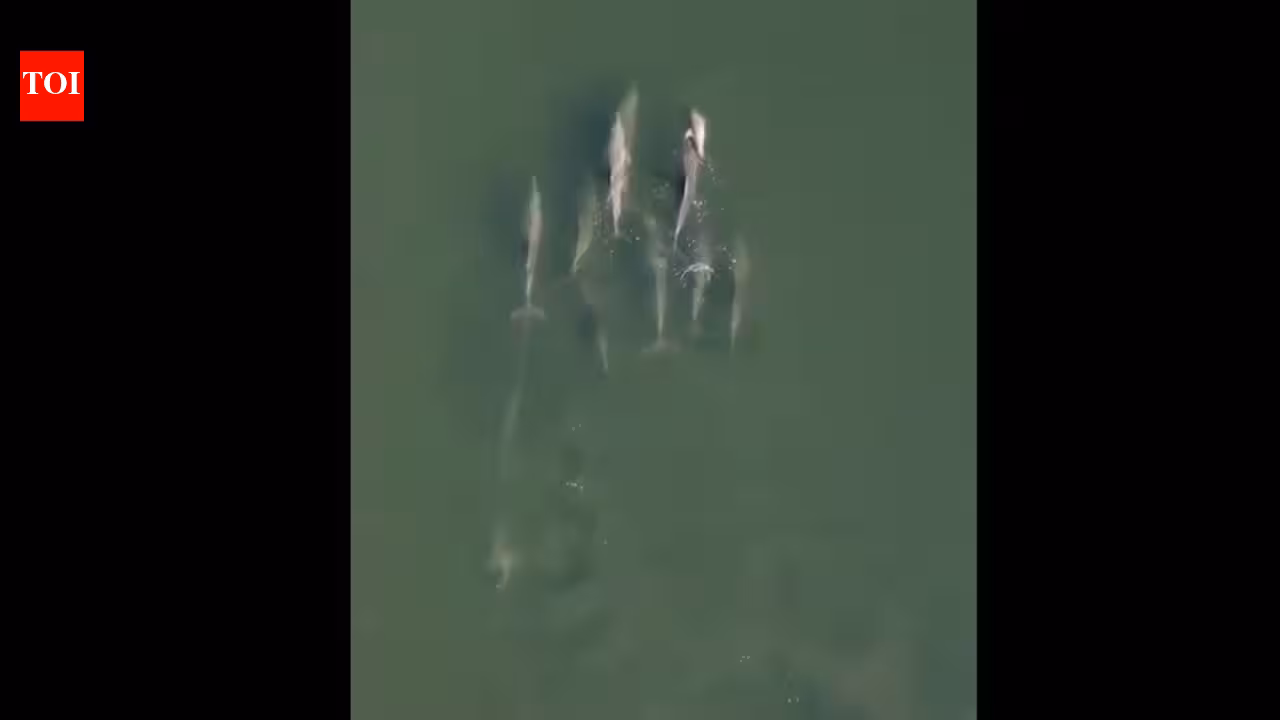 Watch: Viral video of dolphin carrying its dead newborn through the Indian Ocean reveals a deep and old ‘mourning ritual’
