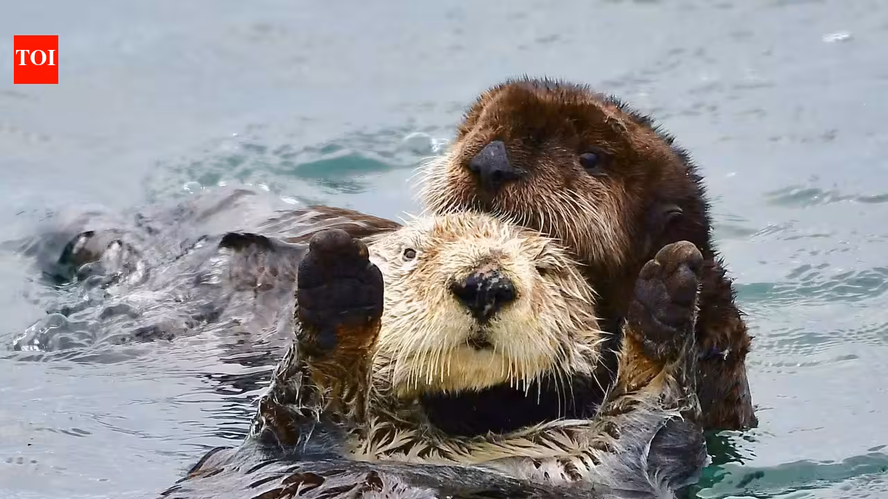 Washington family receives 0,000 after a river otter dragged their toddler underwater and attacked the child’s mother