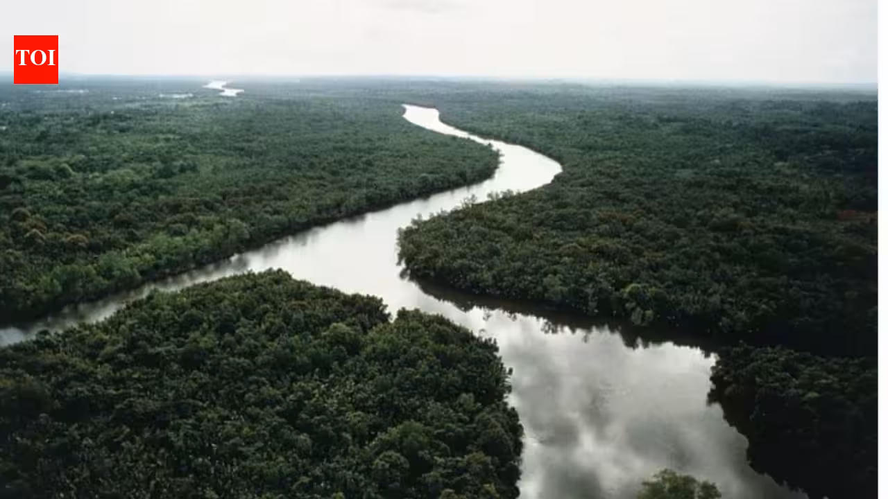 In 2003, China planted small islands of native trees along a degraded river; 20 years later they held only 19–30% of an intact forest’s diversity and biomass