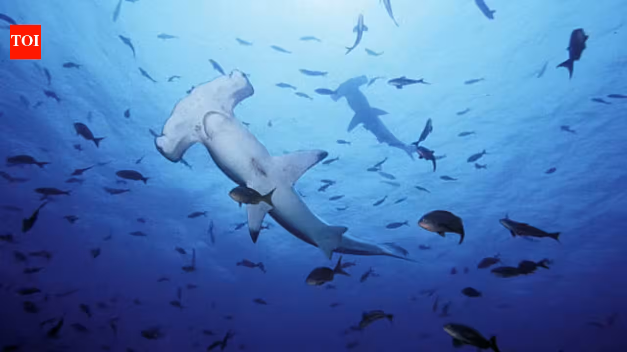 As UK oceans warm up, experts warn great white sharks are ‘already lurking off beaches’ and another toothy predator could follow
