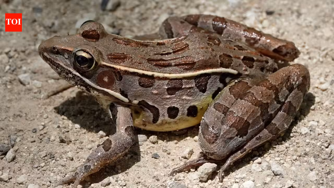 Scientists identified seven new diamond frog species in Madagascar after a 12-year search through forests and museum collections