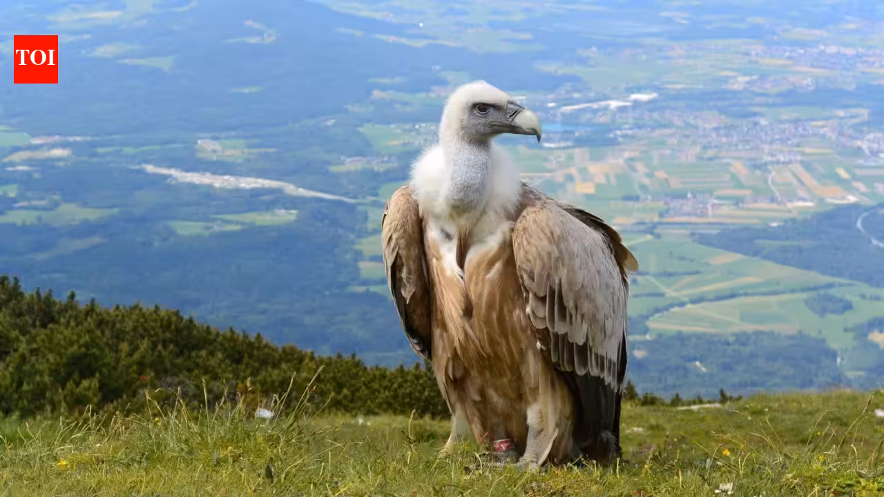 Why vultures don’t get sick from eating rotten meat; the remarkable adaptations that make them nature’s ultimate clean-up crew