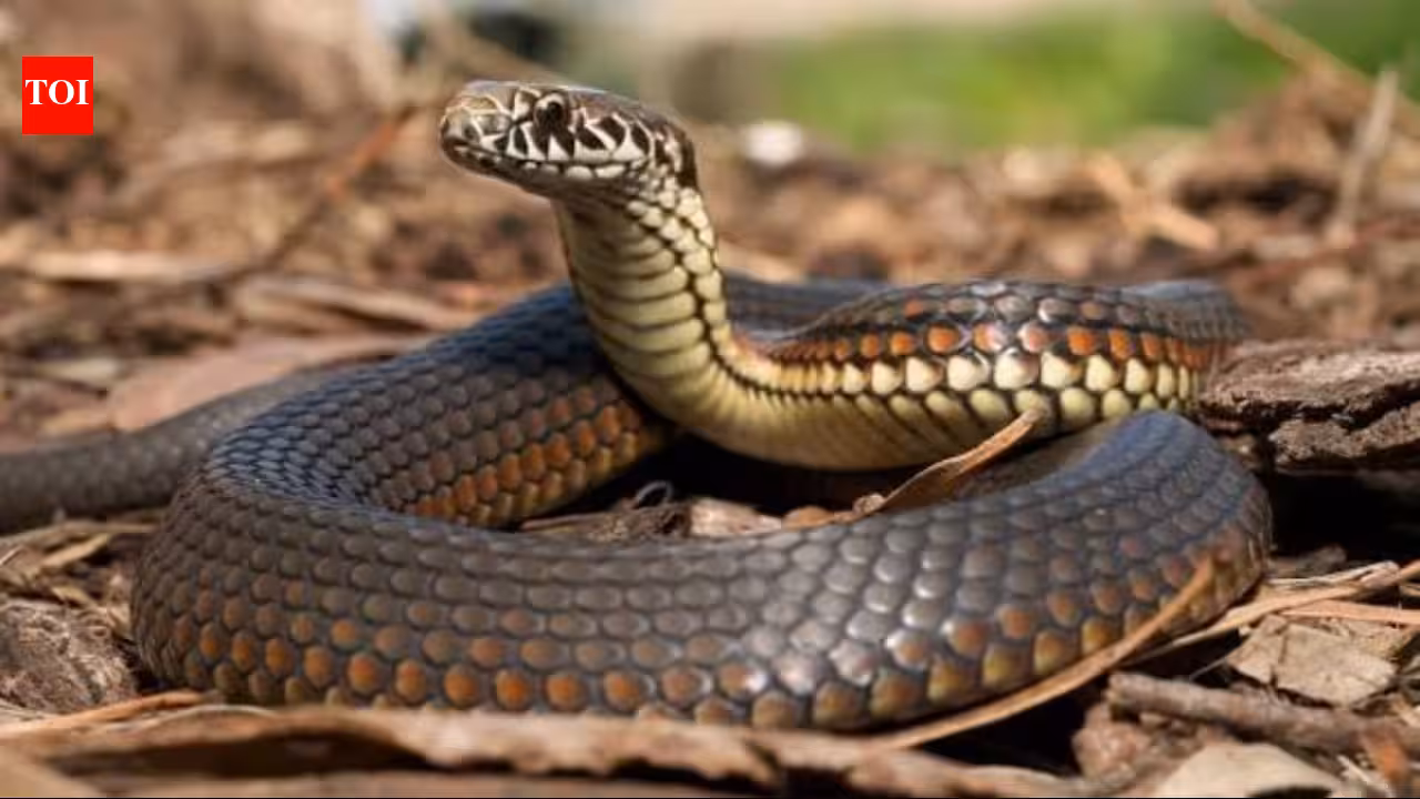 Researchers examined every body vertebra in 13 Australian snakes and found five distinct regions, including a short neck just 7 to 12 vertebrae long