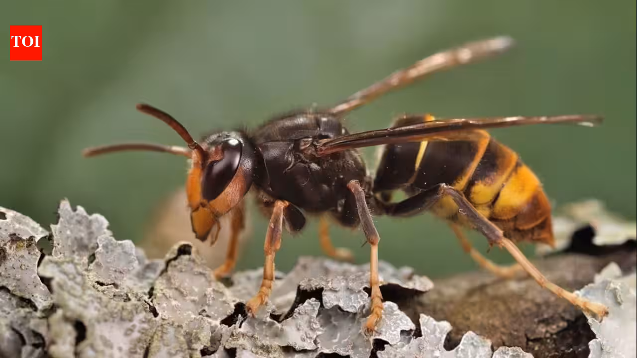 In 2023, America’s first live yellow-legged hornet, a bee-killing predator, was found in Georgia; by 2026, officials had trapped 866 and destroyed 44 nests
