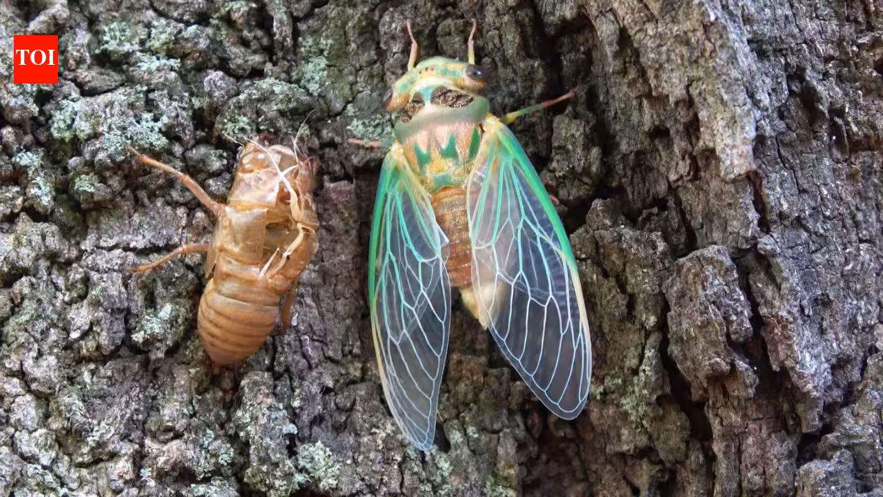 Scientists coated a cicada wing with silver and created a sensor that amplified faint molecular signals by tens of millions