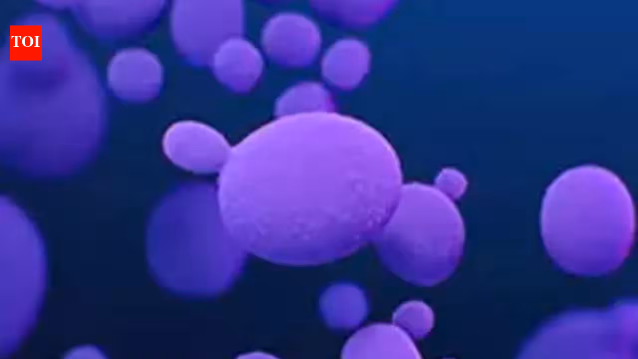 Over 3,000 cases of deadly fungus Candida auris reported in US: What it is, how it spreads- explained | World News Over 3,000 cases of deadly fungus Candida auris reported in US: What it is, how it spreads- explained | World News