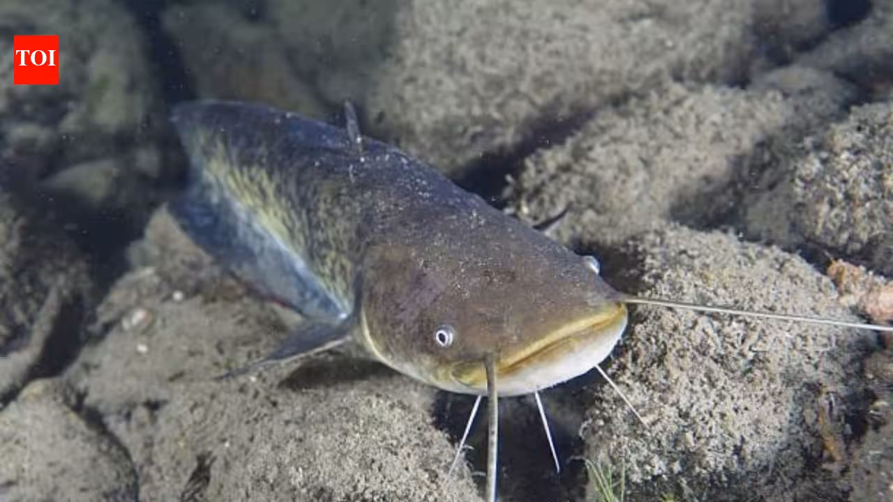 In 1974, a German fisherman released thousands of baby catfish into a Spanish river; 50 years later they are threatening native wildlife as an ‘ecological time bomb’ In 1974, a German fisherman released thousands of baby catfish into a Spanish river; 50 years later they are threatening native wildlife as an ‘ecological time bomb’