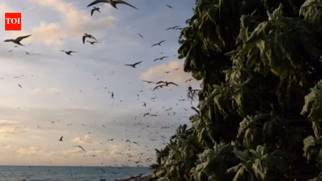 Ulong: In 2024, Palau removed invasive rats from Ulong Island; one year later, fish biomass rose 183% and leaf nitrogen increased about 80% at one reef site