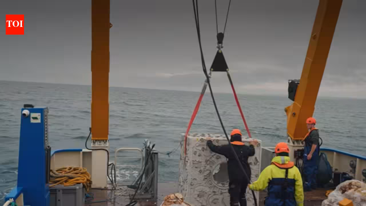 Britain is dropping 20 concrete reef cubes and 44 tons of scallop shells into the sea in the hope to bring back its native oysters who have reduced by 95% since 1800s
