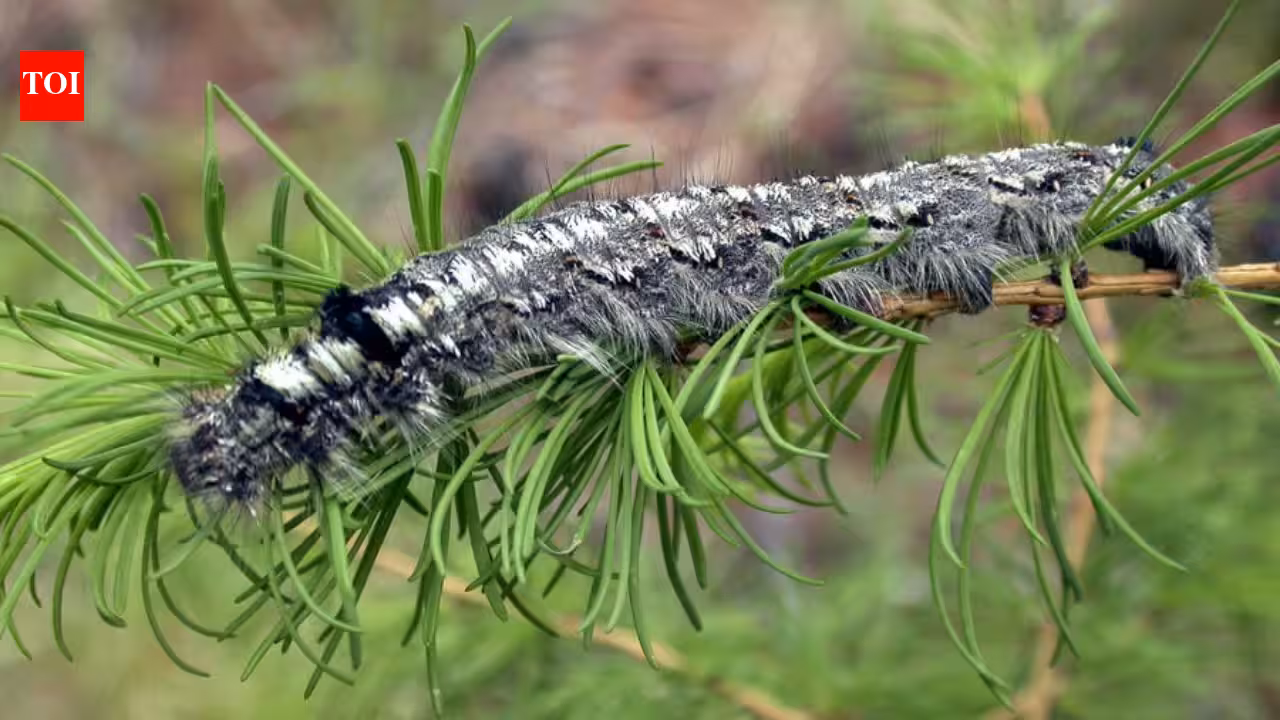 A moth outbreak has killed off forests across Siberia, now the flammable wood is causing wildfires that humans are unable to contain A moth outbreak has killed off forests across Siberia, now the flammable wood is causing wildfires that humans are unable to contain