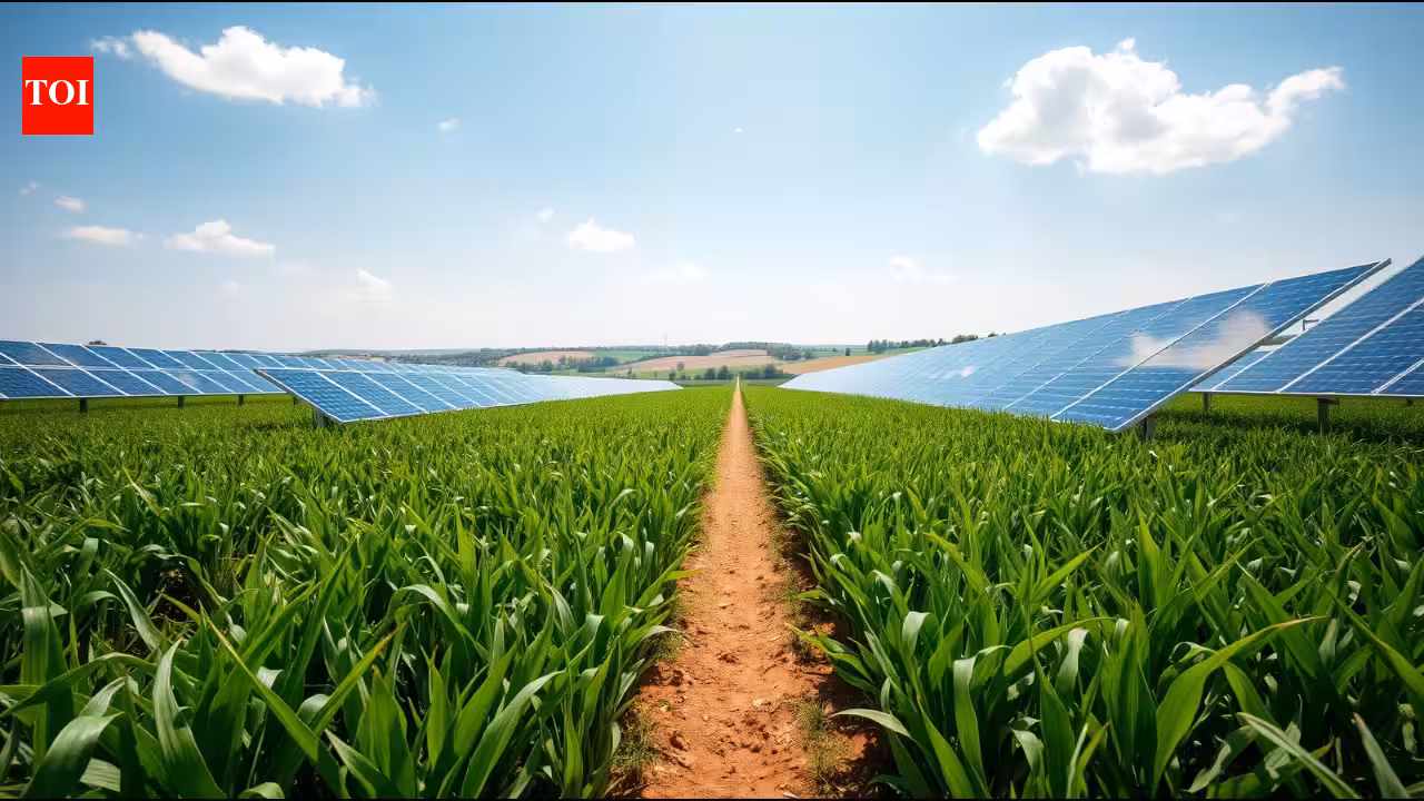 A Colorado farmer put 3,276 solar panels over his crops, and the shade created cooler conditions for heat-sensitive plants | World News