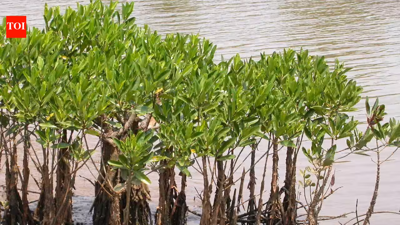 Meet Alex Webster, the Florida teenager who is giving away mangroves as ‘pets’ to people to protect disappearing coastal forests | World News Meet Alex Webster, the Florida teenager who is giving away mangroves as ‘pets’ to people to protect disappearing coastal forests | World News