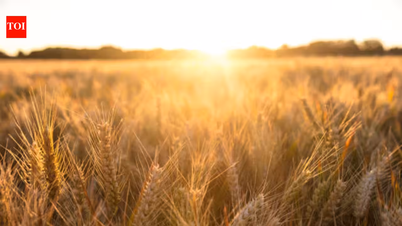 In 1961, British scientists stopped farming a 4-hectare barley field and left it alone; 60 years later, it had turned itself into a complex native woodland In 1961, British scientists stopped farming a 4-hectare barley field and left it alone; 60 years later, it had turned itself into a complex native woodland