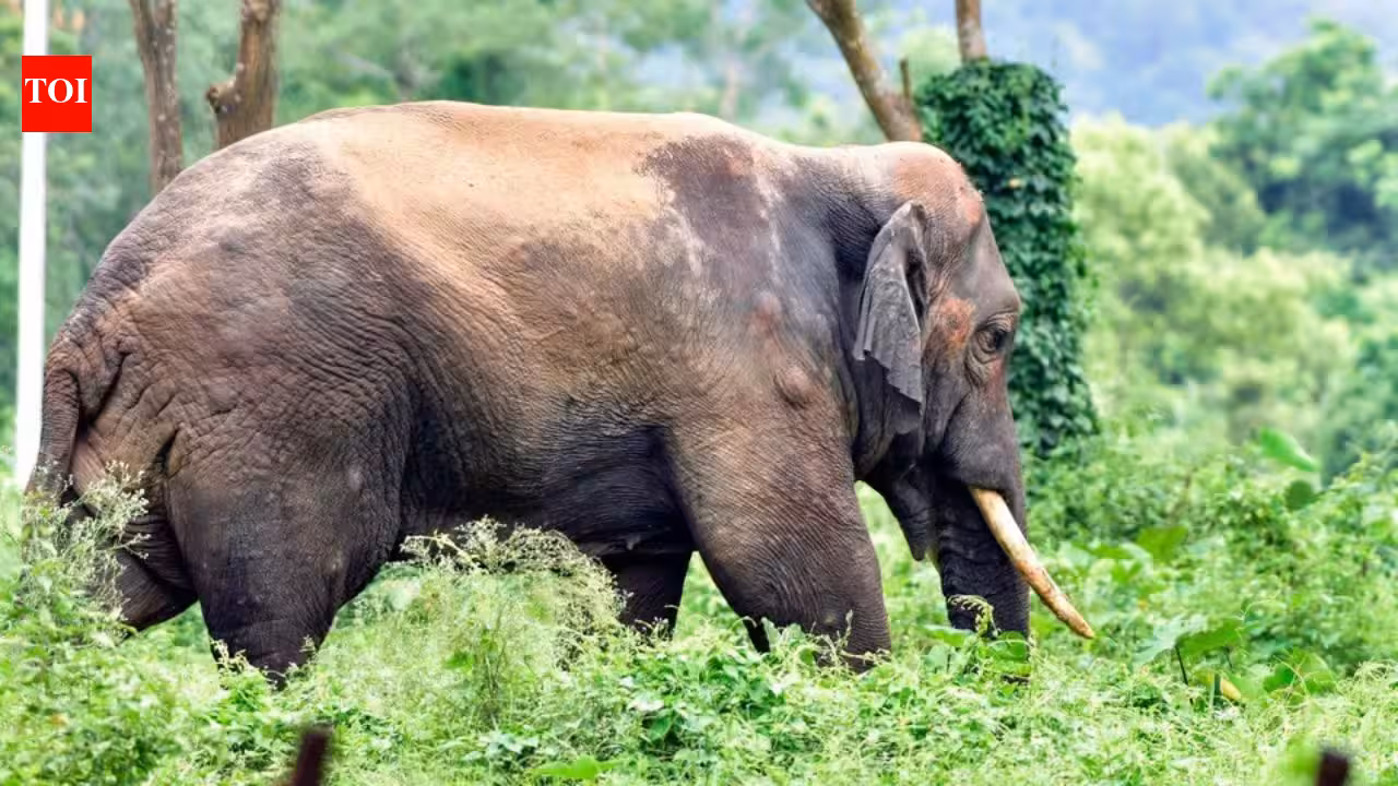 SC orders clinics for periodic health checkup of captive elephants | India News