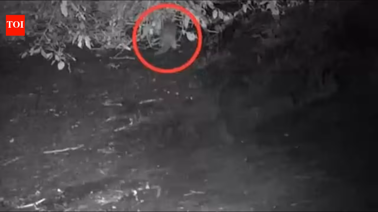 First time in 100 years, North American river otter spotted in the Bronx River: ‘I could hardly believe what I was seeing’