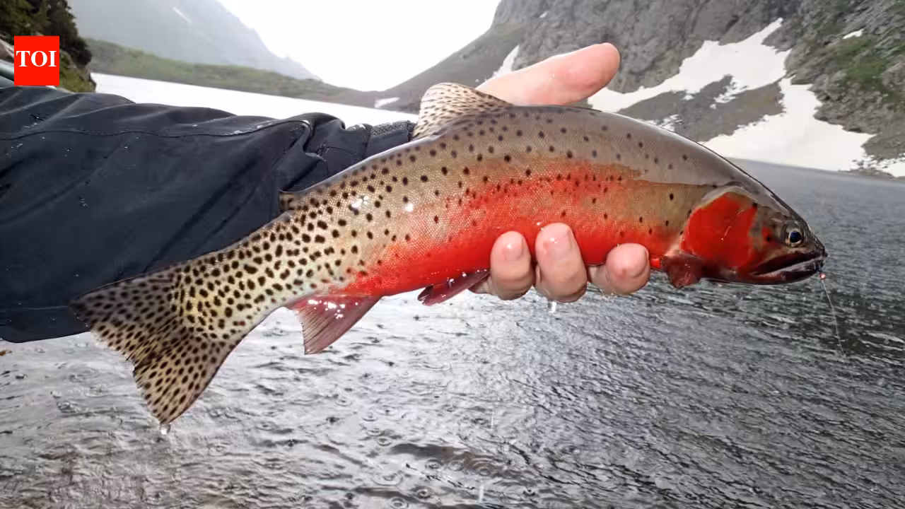 In 2002, New Mexico began one of America’s largest native-fish restoration projects; more than two decades later Rio Grande cutthroat trout had returned to 120 miles of streams