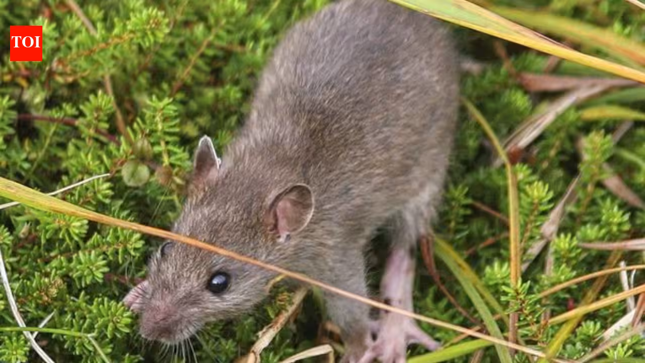 Alaska eradicated rats from a 6,869-acre Aleutian island more than two centuries after they arrived in a shipwreck; within two years some native bird populations had increased 200% or more and missing seabirds began returning
