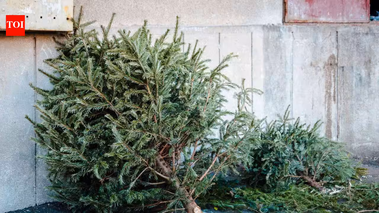 In 2021, Alabama students began placing discarded Christmas trees along Gulf Coast dunes to trap sand; each year about 200 students now add roughly 3,000 native plants around them