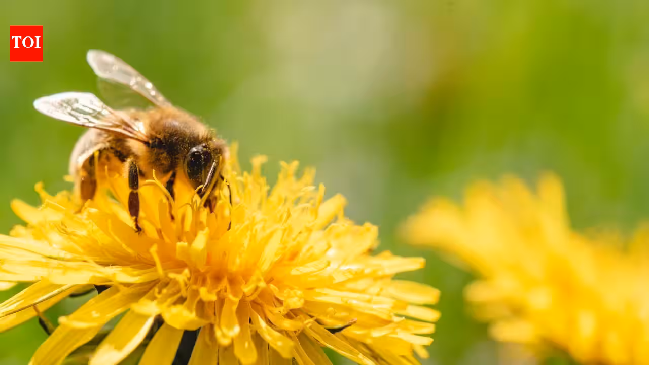 Why August can become a hungry month for honeybees, despite summer still being in full swing